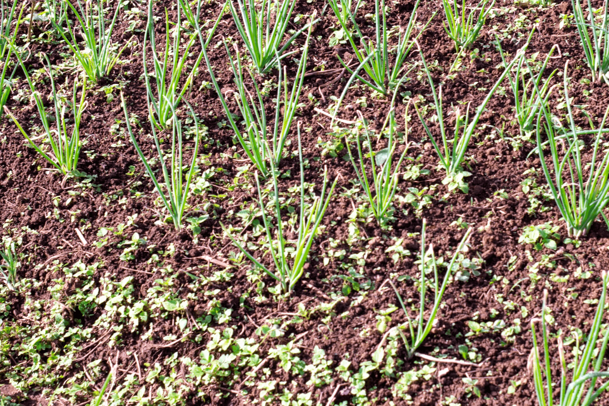 How Soil Health Is Connected to Human Health — and So Much More
