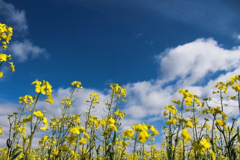 Health Coach Tip - Avoid Canola Oil