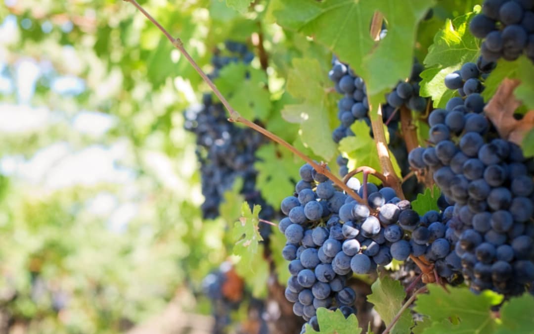 Health Coach Tip – Benefits of Resveratrol