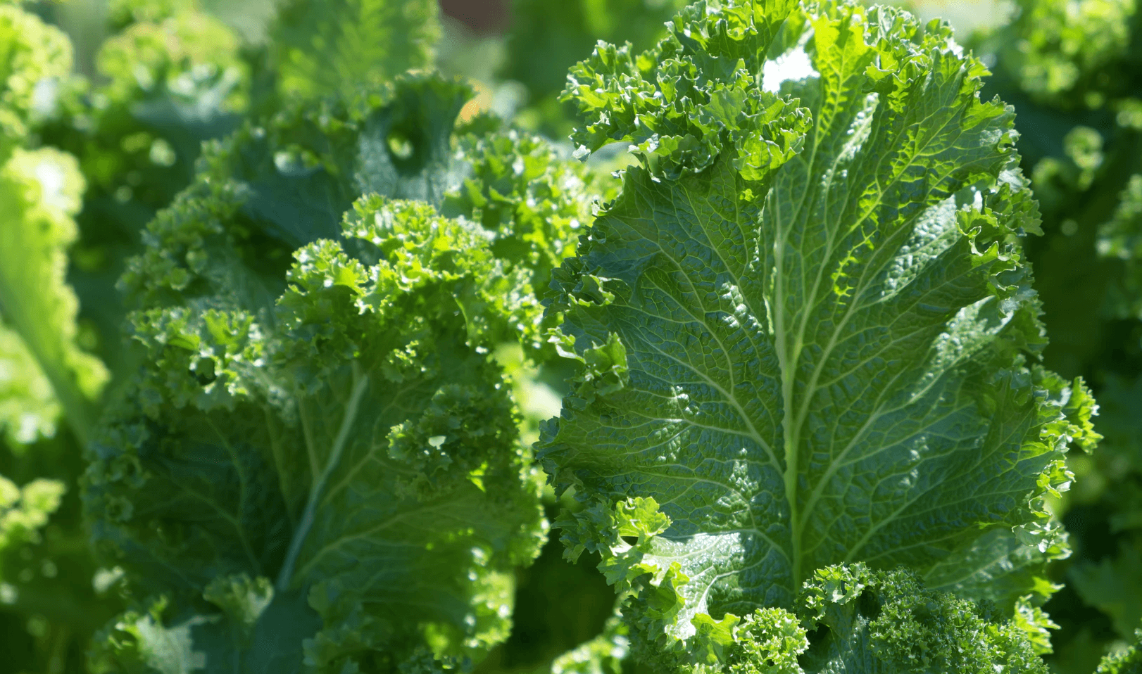 Health Coach Tip - The Benefits of Leafy Greens