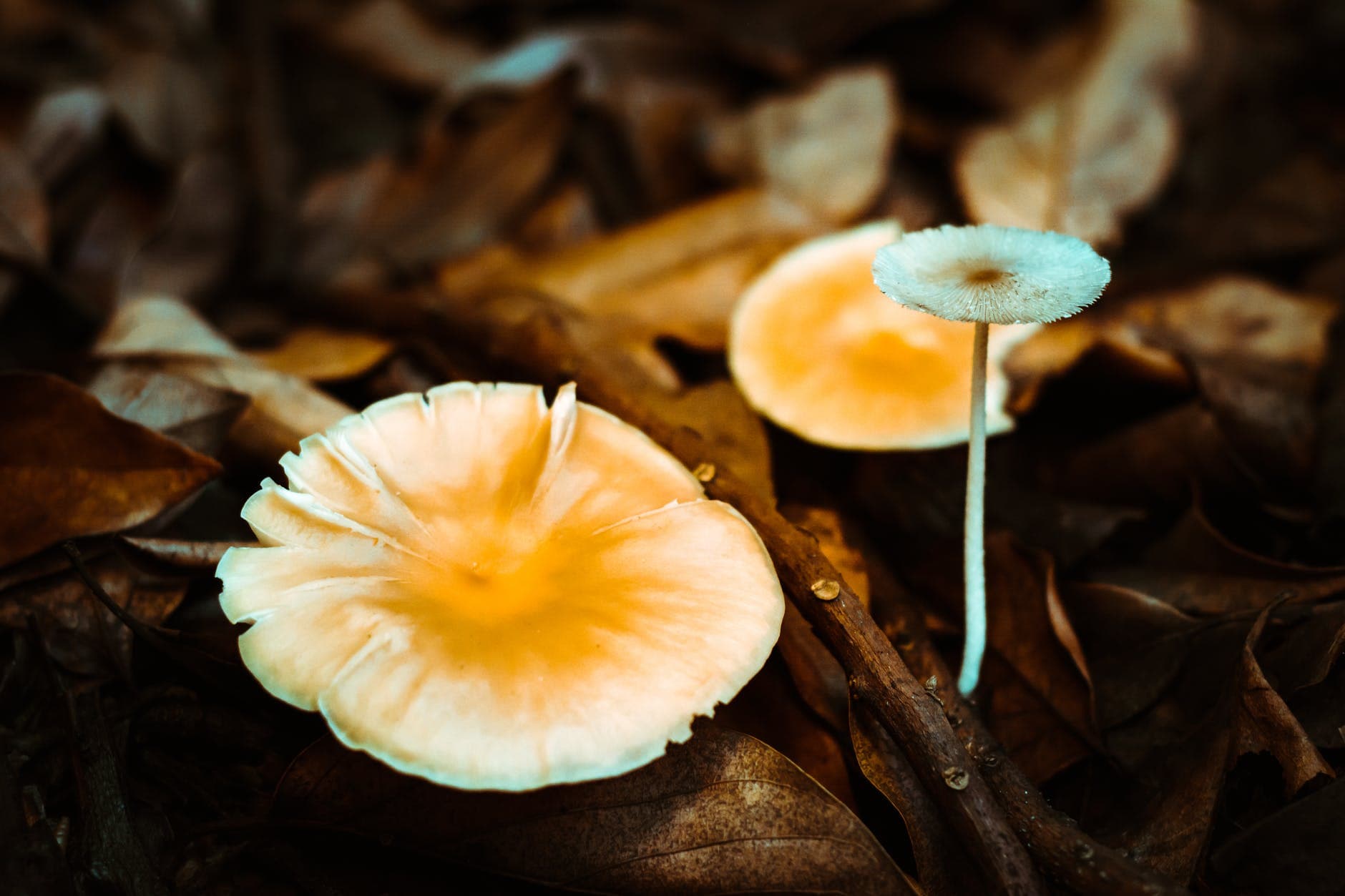 Can Microdosing Help Mental Health