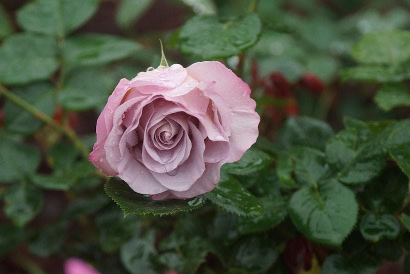 Why You Should Avoid Using Scented Products