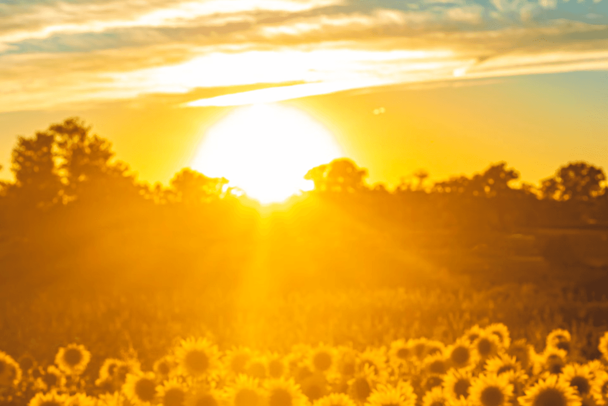 8 Ways Morning Sunlight Effortlessly Boosts Health Head to Toe