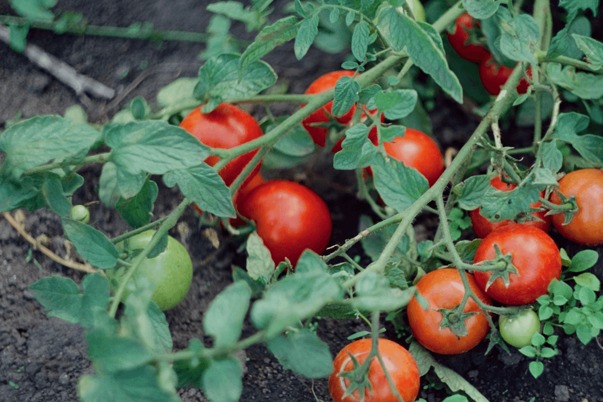 7 Ways to Find Food From Good Soil