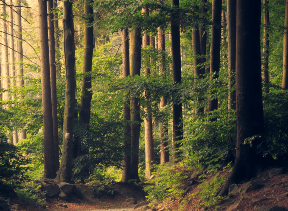 9 Ways to Connect With Nature – the Medicine Just Outside Your Door