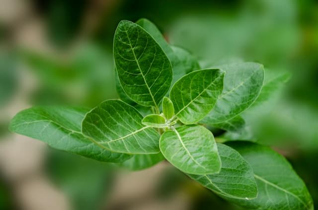Calm In A Capsule: What Ashwagandha Can Do For Body And Mind