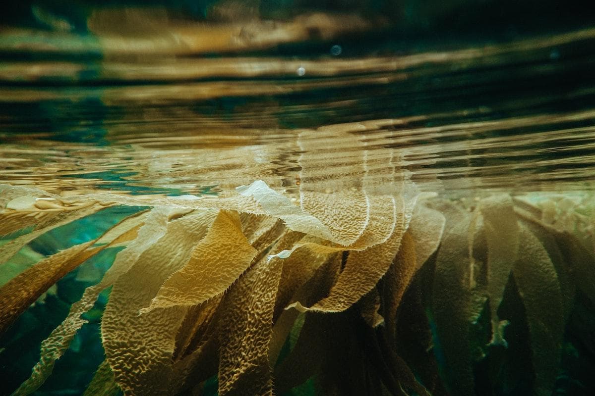5 Ways to Embrace Gift of Sea Veggies