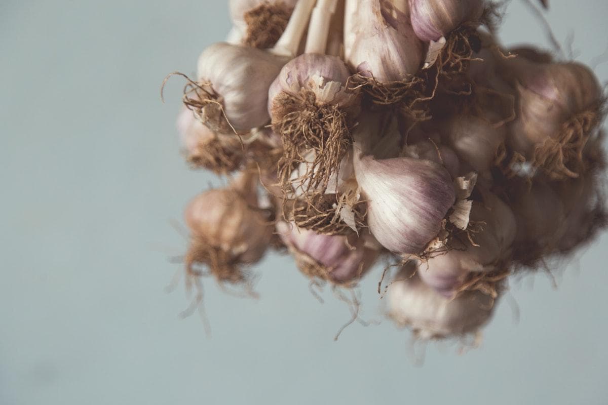 Can Garlic Help Heal the Gut?