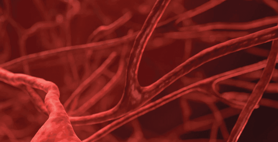 Health Coach Tip – What is Angiogenesis and How to Support It for Longevity