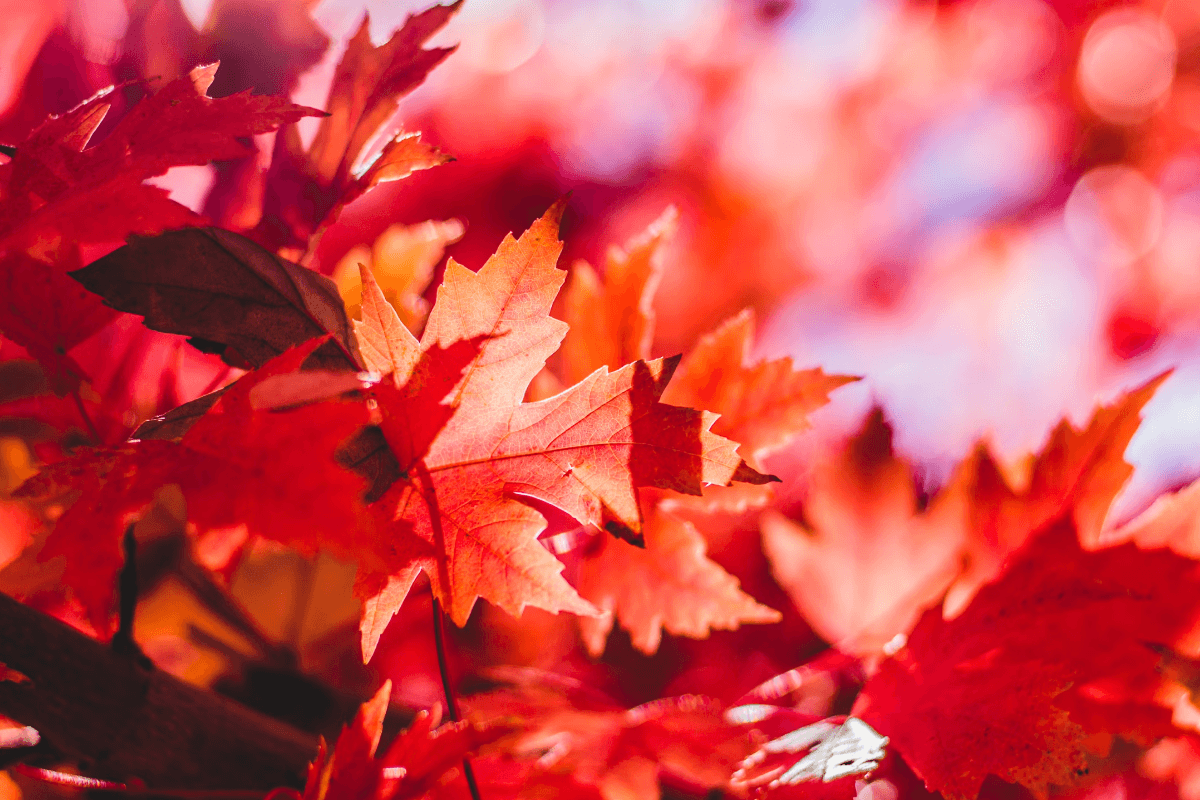 Health Coach Tips - Natural Remedies For Autumnal Allergies
