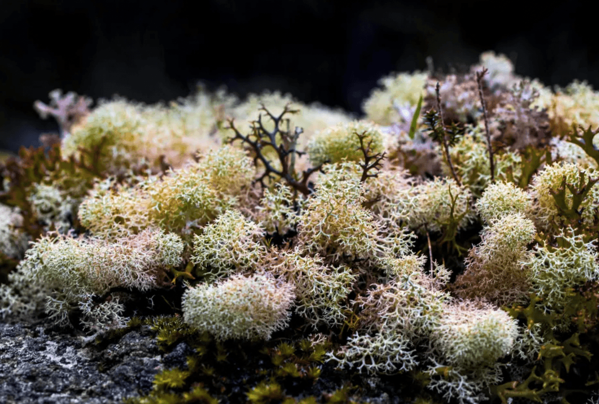 Health Coach Tip - Why Sea Moss?