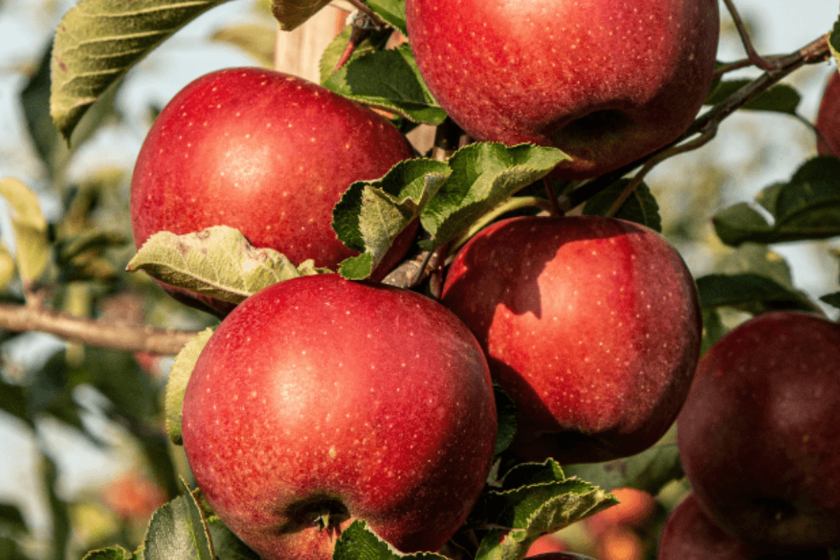 Health Coach Tip – Preserve the Fall Harvest