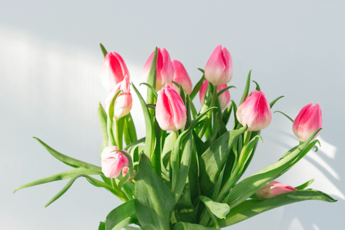Your Fit and Functional Pelvic Floor