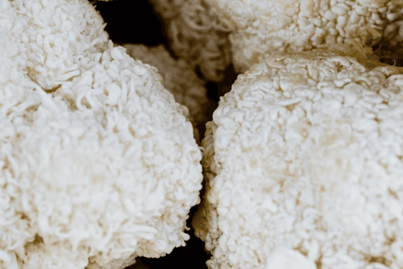 Lion’s Mane: The Mushroom That May Put More (Good) Life in Your Years