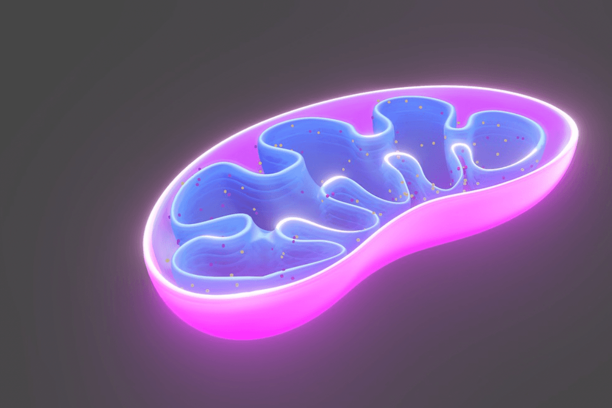 Unlock Fertility Potential: The Power of Mitochondrial Health