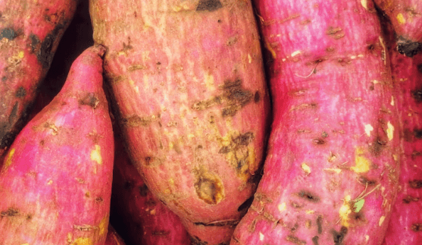 Wild Yam Creams: Separating the Yam from the Sham/Scam