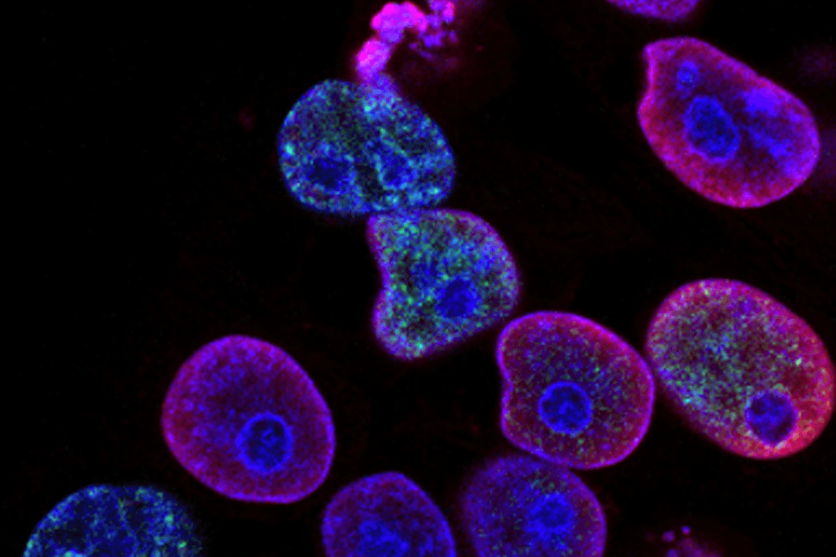 Health Coach Tip - How to Support Stem Cells Naturally for Longevity