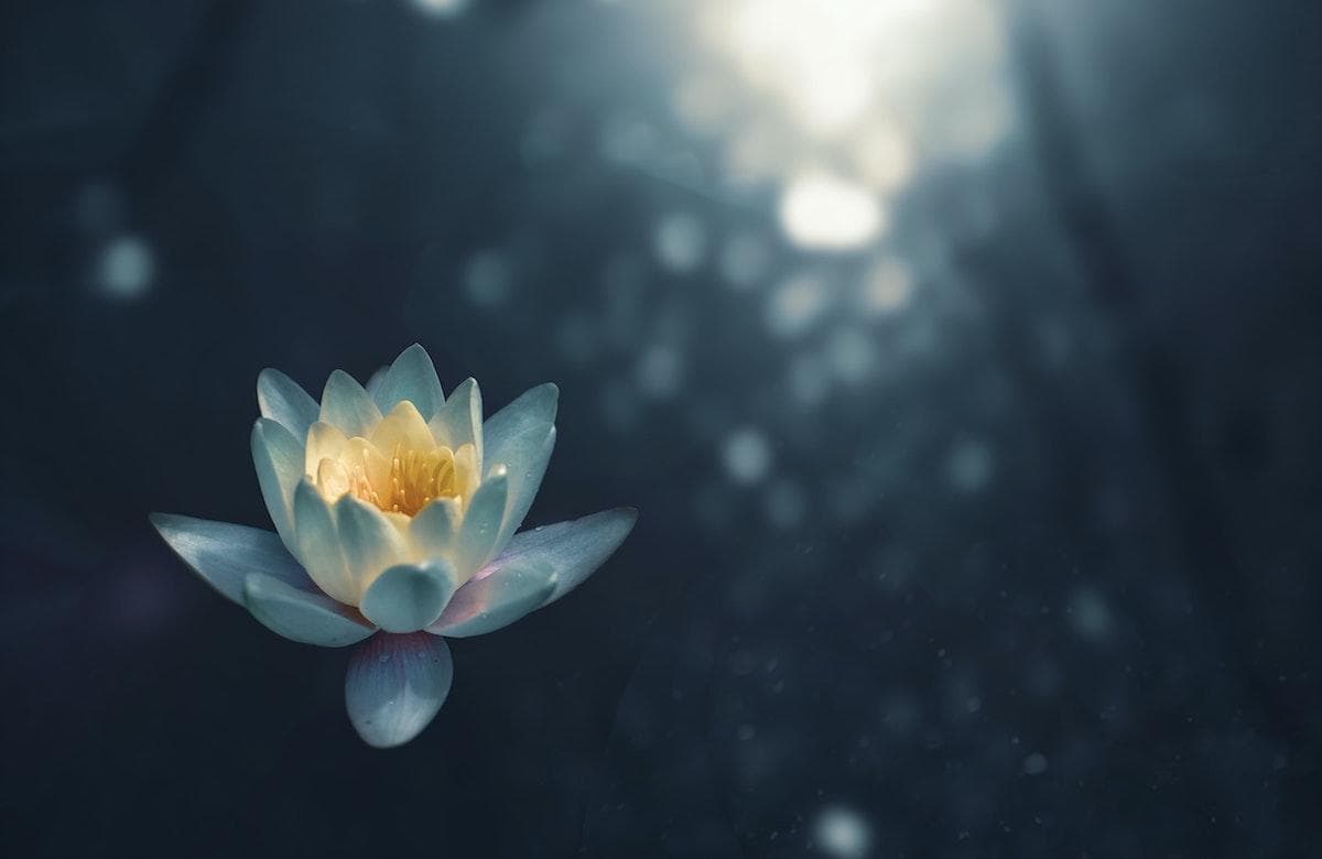 4 Essential Adaptogens for Drug-Free Stress and Anxiety Relief