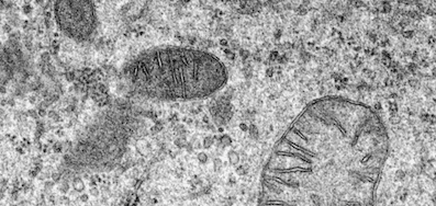 The Power of Mitochondria: Energy, Aging, and the Science of Staying Vital