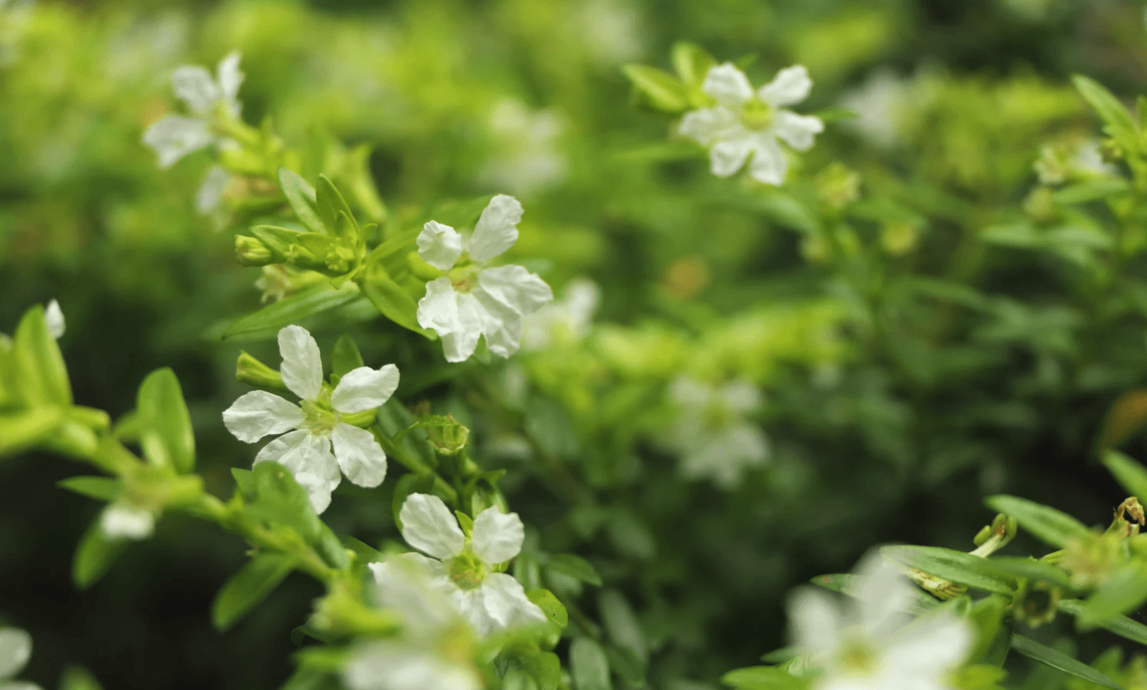 11 Life-Changing Effects of Berberine