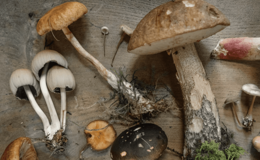 Health Coach Tip - Adaptogens For Immunity