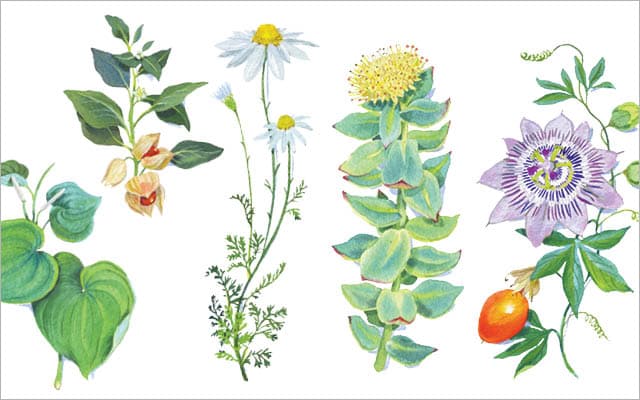 5 Herbs for Anxiety