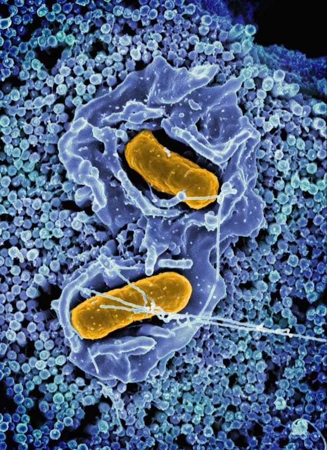 The Melatonin–Mitochondria Connection: What New Research Says About Aging Better