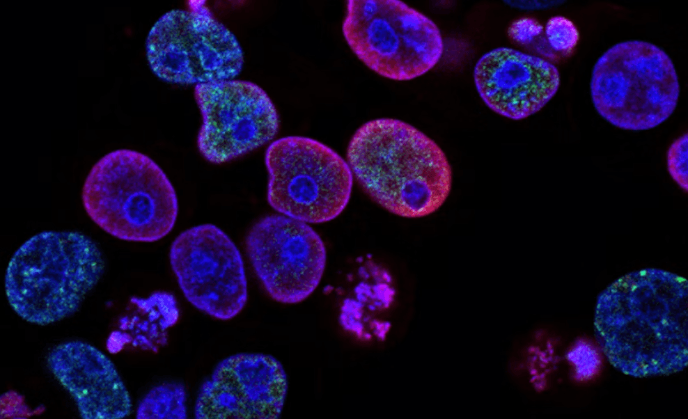 Cellular Repair: How Does it Work?