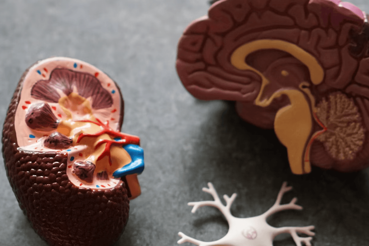10 Do-Right-Now Tips to Slow Brain Aging and Keep It Vital for Decades