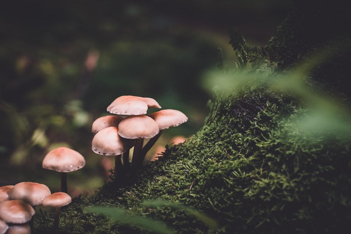 Four Immunity-Boosting Medicinal Mushrooms to Eat Now!