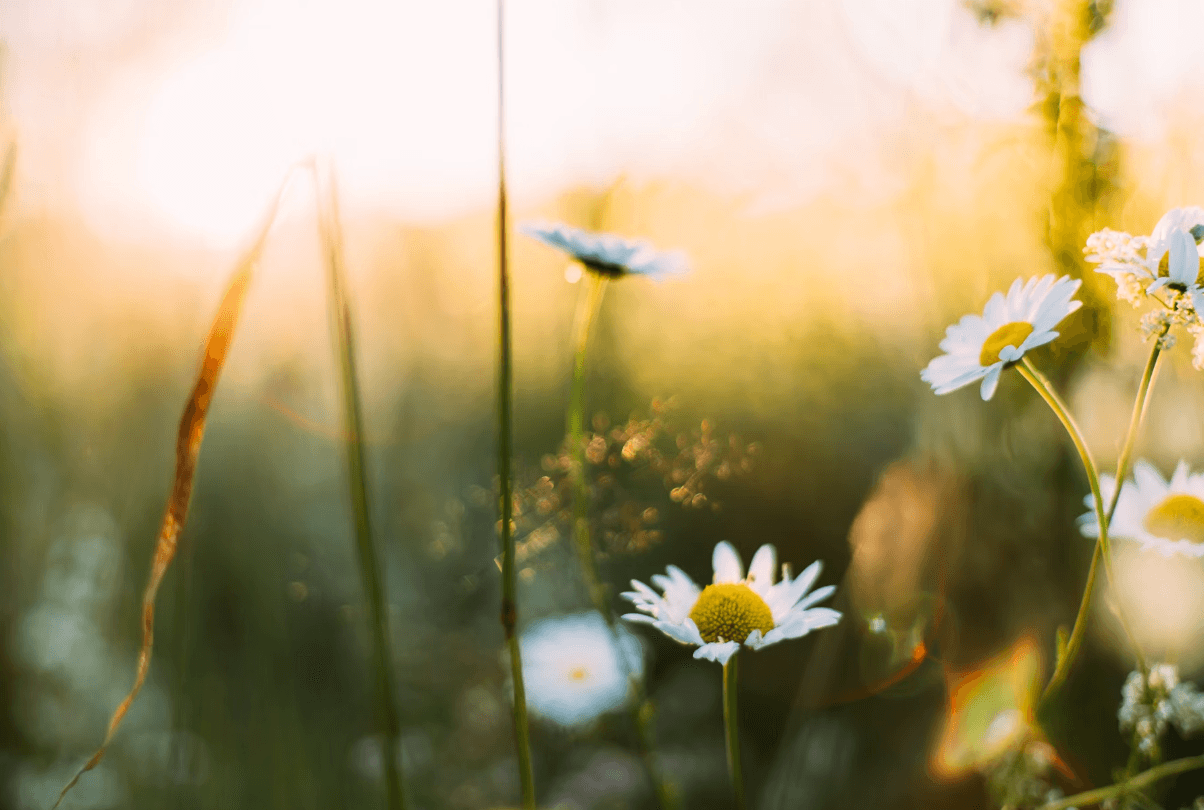 Health Coach Tip - Remedies For Spring-Time Allergies