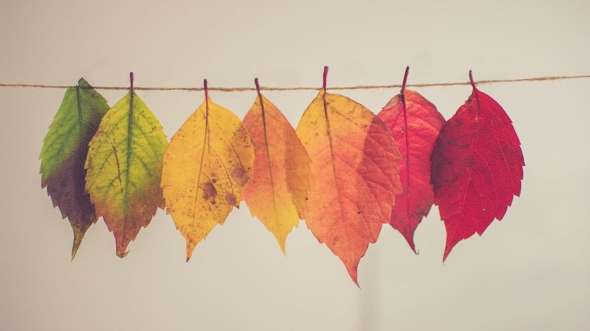 4 Ways To Side-Step Autumnal Allergies