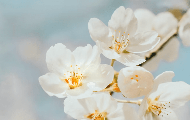 How Using Your Senses Can Improve Your Mental Health