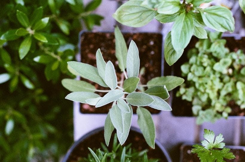 Health Coach Tip - Grow an Herb Garden