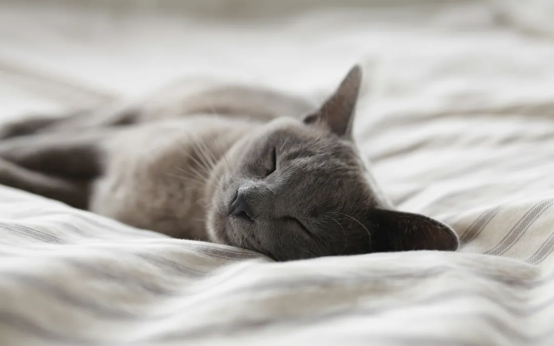 Health Coach Tip – How Sleep Protects The Brain