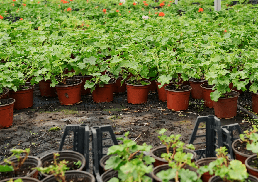 Health Coach Tip - Grow Your Own Food