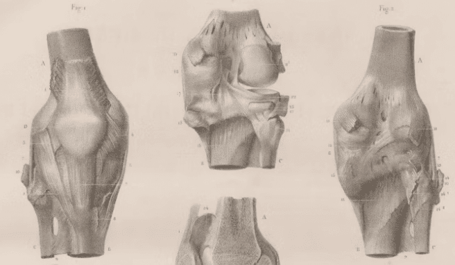 Hormones and Hope for Menopausal Knees