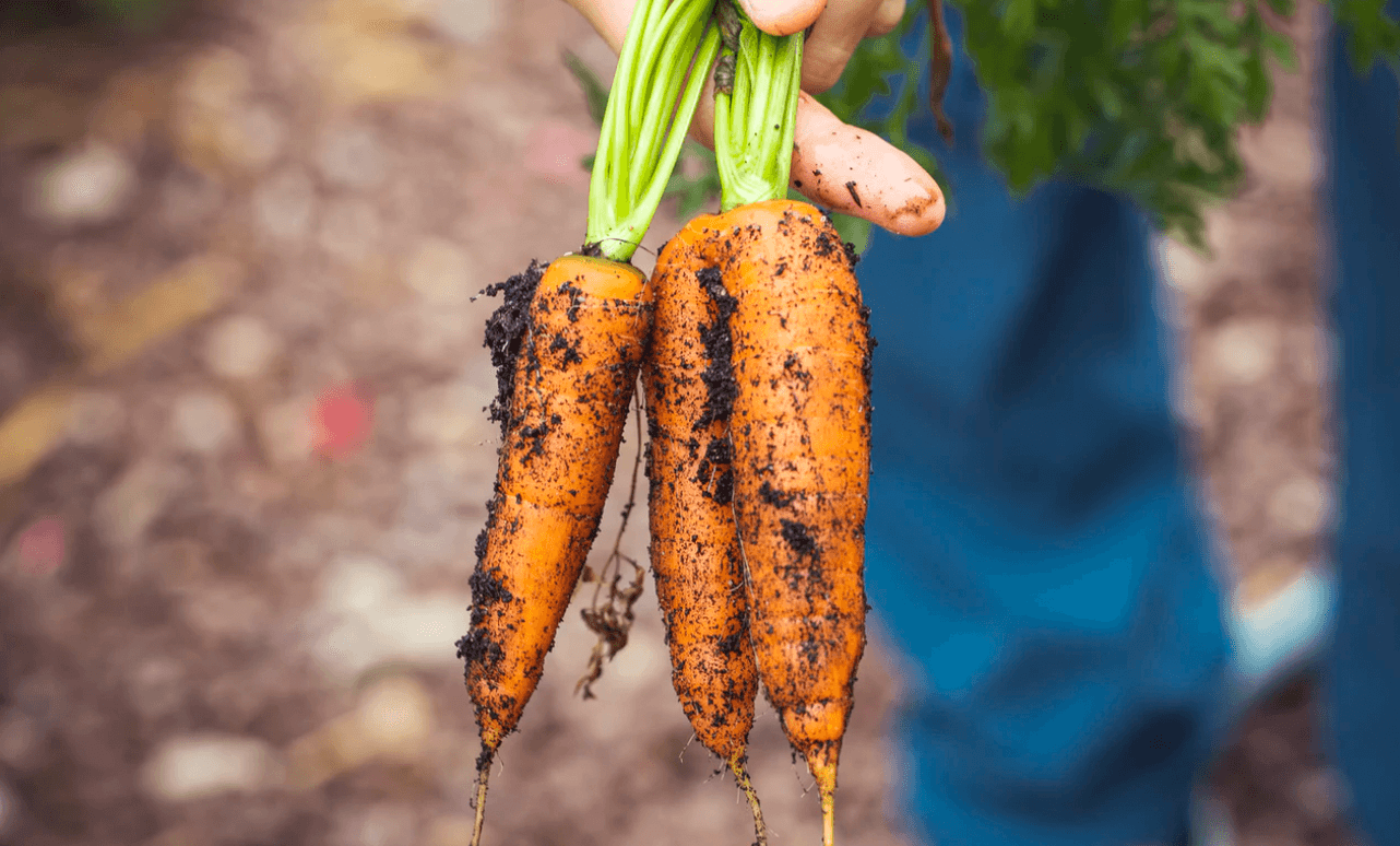 Can Regenerative Agriculture Save Us?
