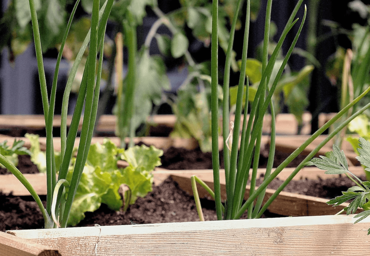 Health Coach Tip – Grow an Herb Garden