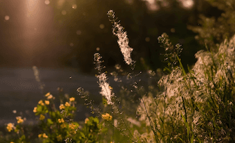 The Surprising Link Between Your Gut Microbiome and Allergy Rates