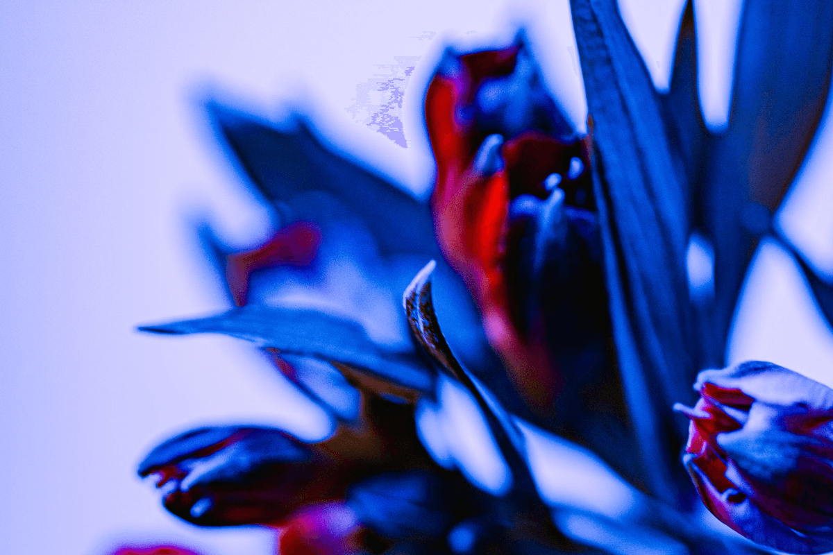 Perfect Pairing: Harnessing the Anti-Aging Power of Methylene Blue and Red Light Therapy