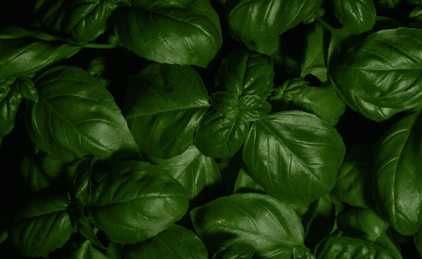 3 Adaptogenic Plants to Help Relieve Stress