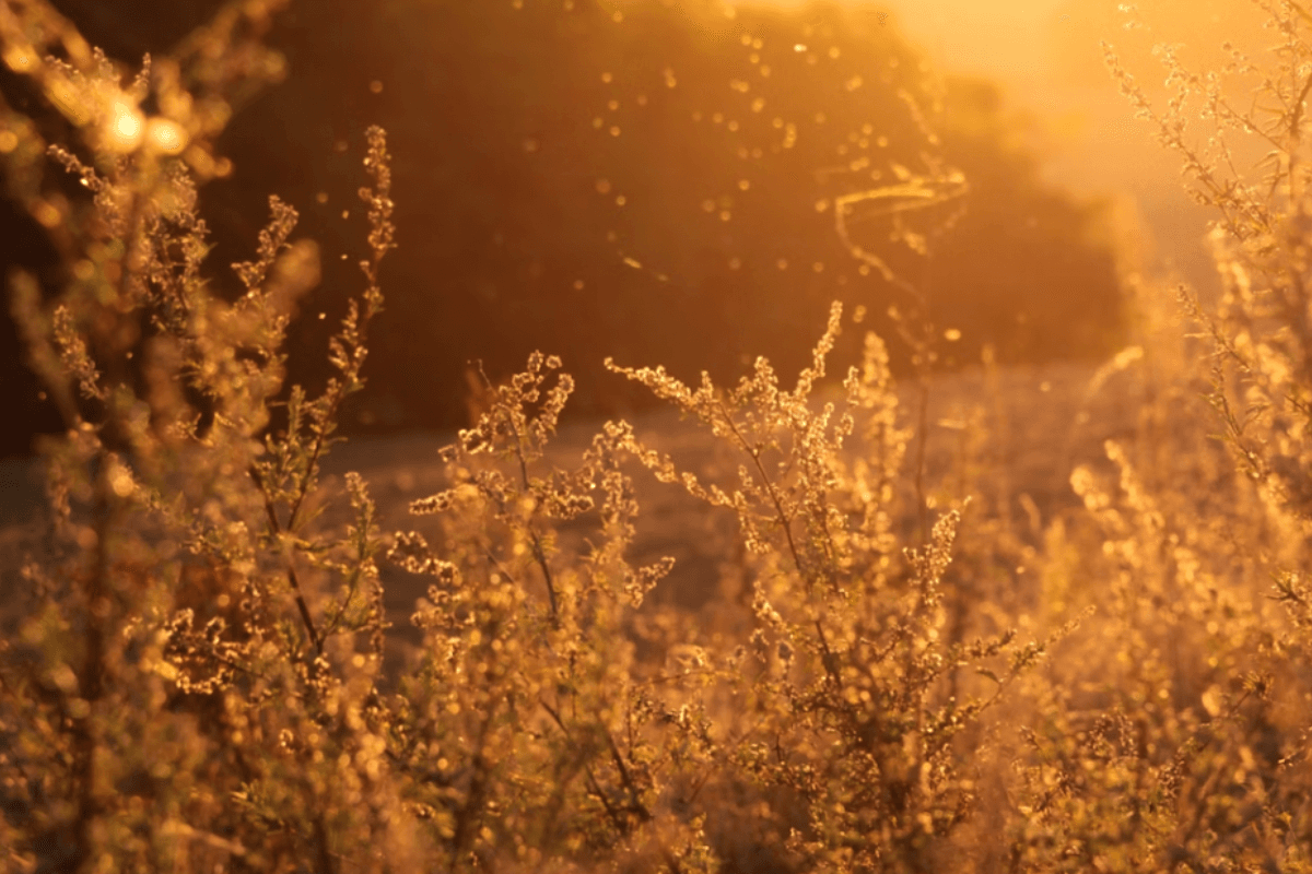 30 Timely Tips to Send Autumnal Allergies Packing