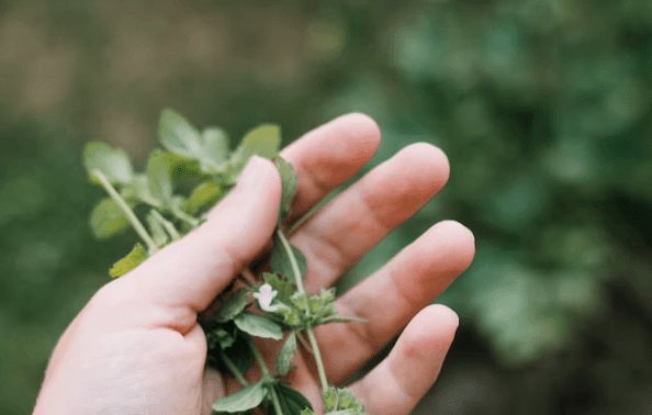 Health Coach Tip – How To Consume More Herbs