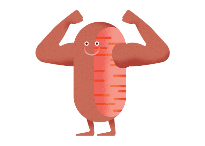 9 Ways to Boost Your Mitochondria, Increase Energy and Enhance Longevity