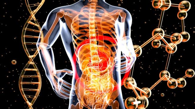 Health Coach Tip - The Thymus-Longevity Connection