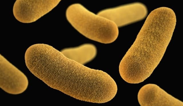 Microbes and Memory